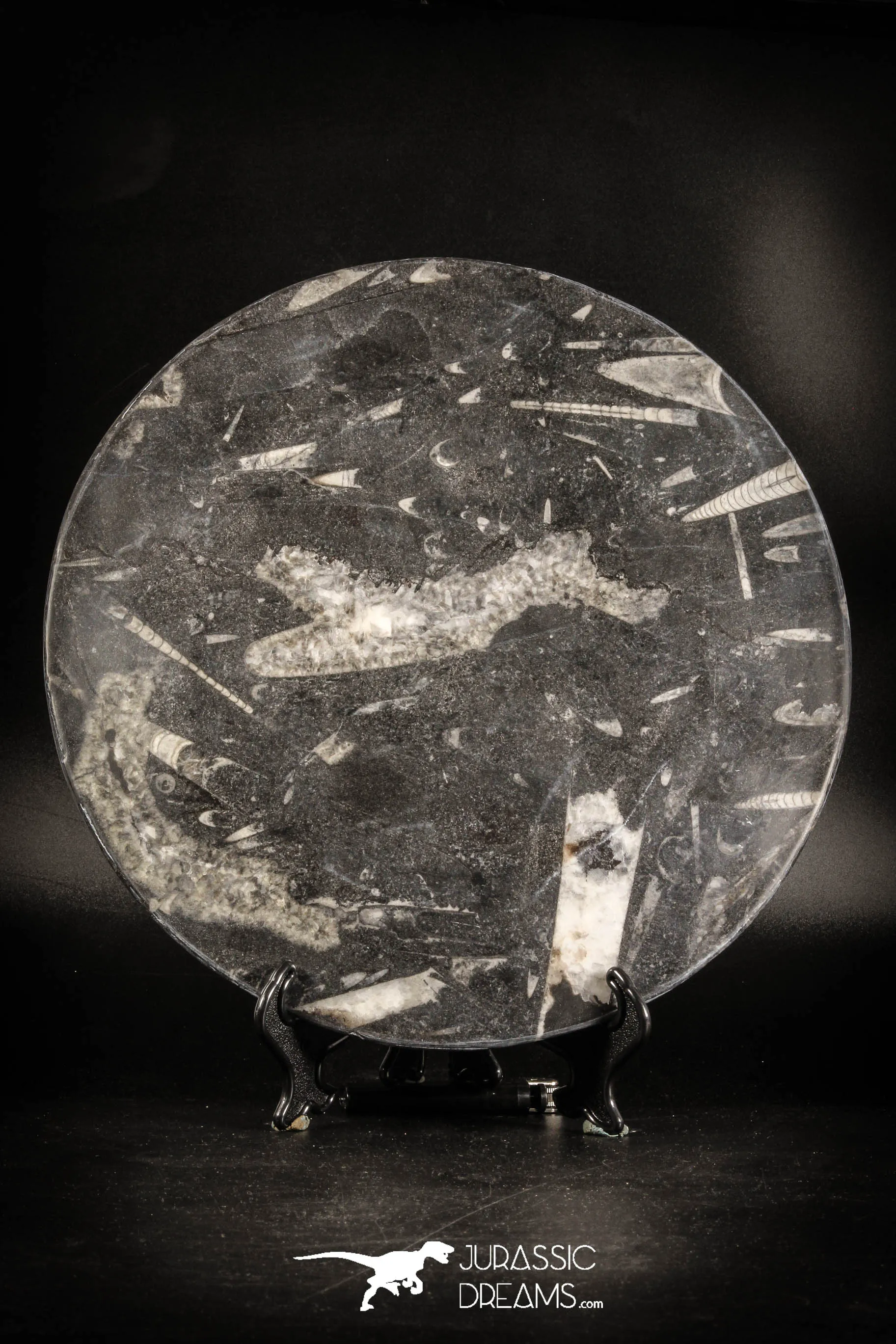 88905 - Top Beautiful Decorative Polished Circle Shaped Plate with Devonian Fossils