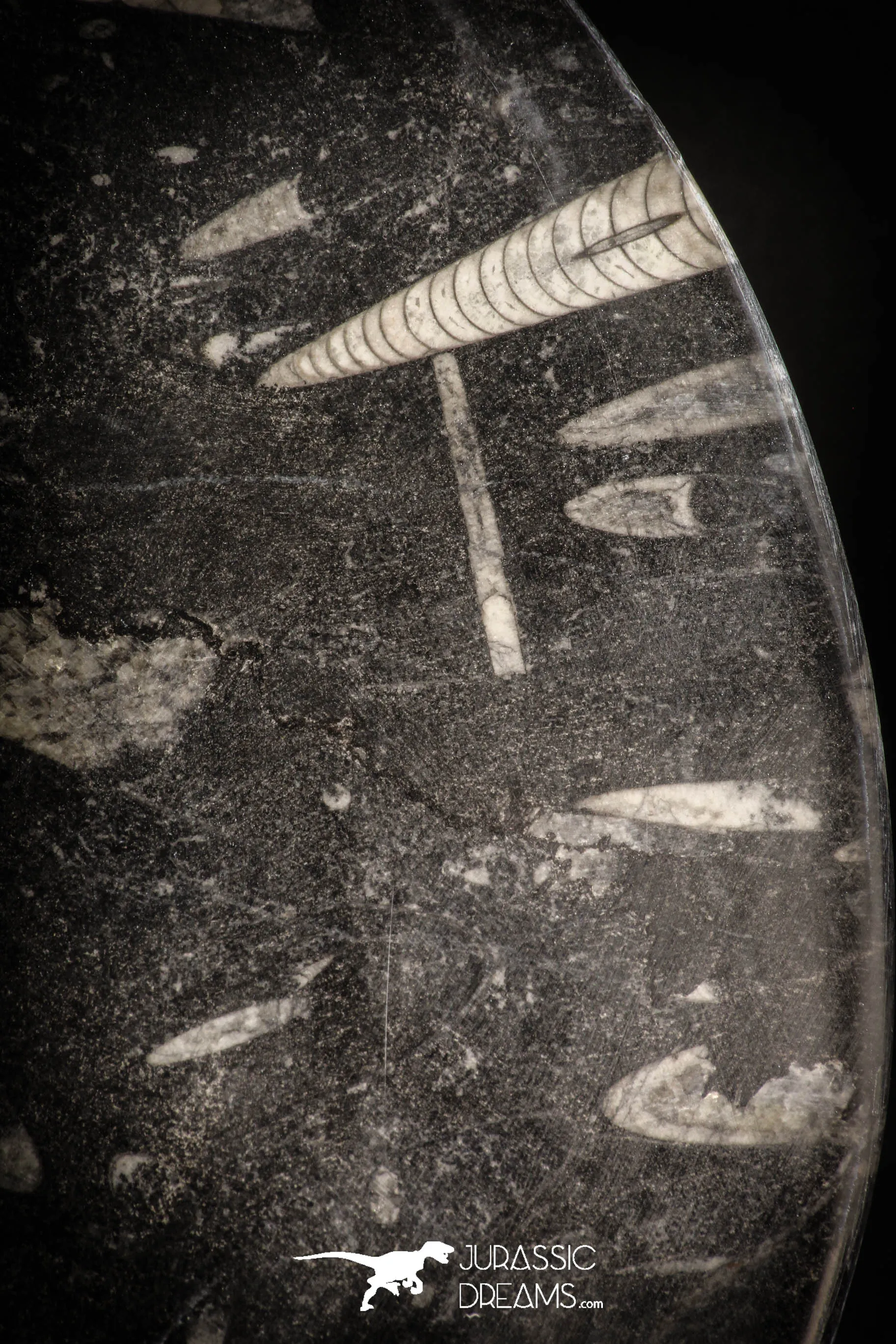 88905 - Top Beautiful Decorative Polished Circle Shaped Plate with Devonian Fossils